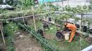 Wagiman (40), petugas Penanganan Prasarana dan Sarana Umum (PPSU) Kelurahan Pondok Kopi melakukan perawatan kebun anggur di kawasan Rawa Jaya, Kecamatan Duren Sawit, Jakarta Timur, Senin (6/6/2022). Kebun yang dikelola sejak awal 2021 tersebut saat ini telah membudidayakan sekitar 15 jenis tanaman anggur, baik impor maupun lokal. (merdeka.com/Iqbal S. Nugroho)