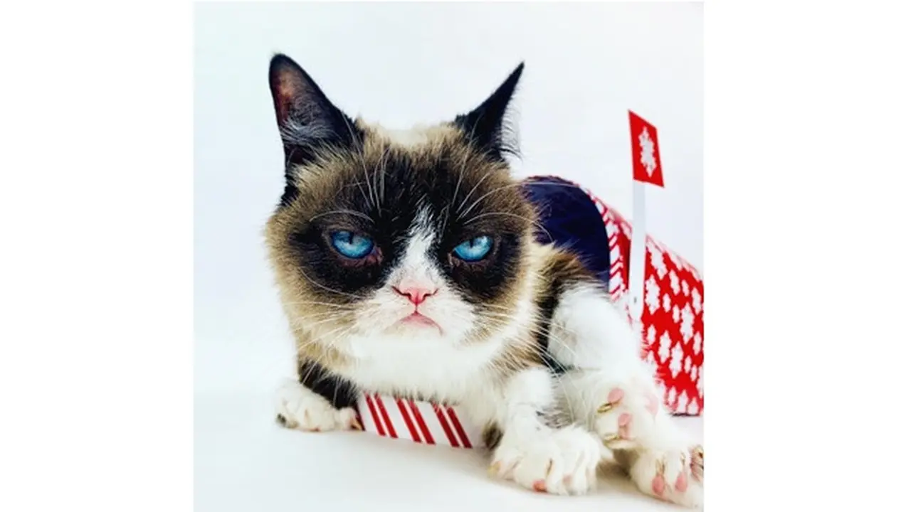 Grumpy Cat Si Selebgram Kucing Berwajah Galak Mati, Ini 7 Foto Ekspresinya