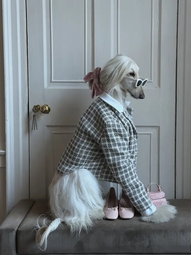 Ras Afghan Hound dari Afghanistan seperti Samantha. [@samantharuthprabhuoffl]