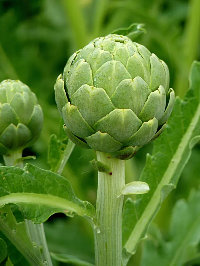 Artichoke