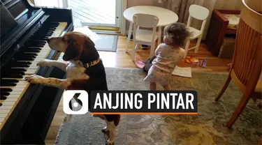 Seekor anjing bernama Buddy Mercury mendadak viral di media sosial. Anjing ini mampu memainkan piano dan bernyanyi. Saat memainkan piano, bocah cilik perempuan ikut berjoget disampingnya.