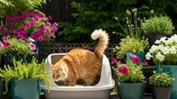 8 Cara Mencegah Kucing BAB di Pot Tanaman Anda, Ampuh dan Ramah Lingkungan
