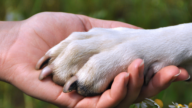 Kala Virus Rabies Serang Manusia, Fatal Akibatnya