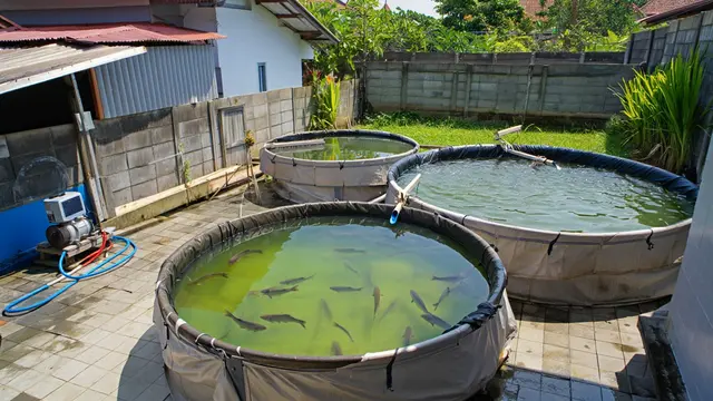 Ide Ternak Minim Bau yang Cocok untuk Lingkungan Perumahan (Foto: Reve.com)