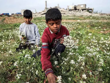 Seorang anak laki-laki memetik bunga dari ladang di dekat bangunan yang hancur di kamp pengungsi Palestina Nuseirat di utara Deir al-Balah, Jalur Gaza tengah pada 29 Januari 2026. Sebuah penelitian terbaru yang dipimpin oleh Universitas Cambridge dan dirilis pada awal Januari 2026 memperingatkan adanya risiko serius munculnya generasi yang hilang di Gaza. (EYAD BABA/AFP)