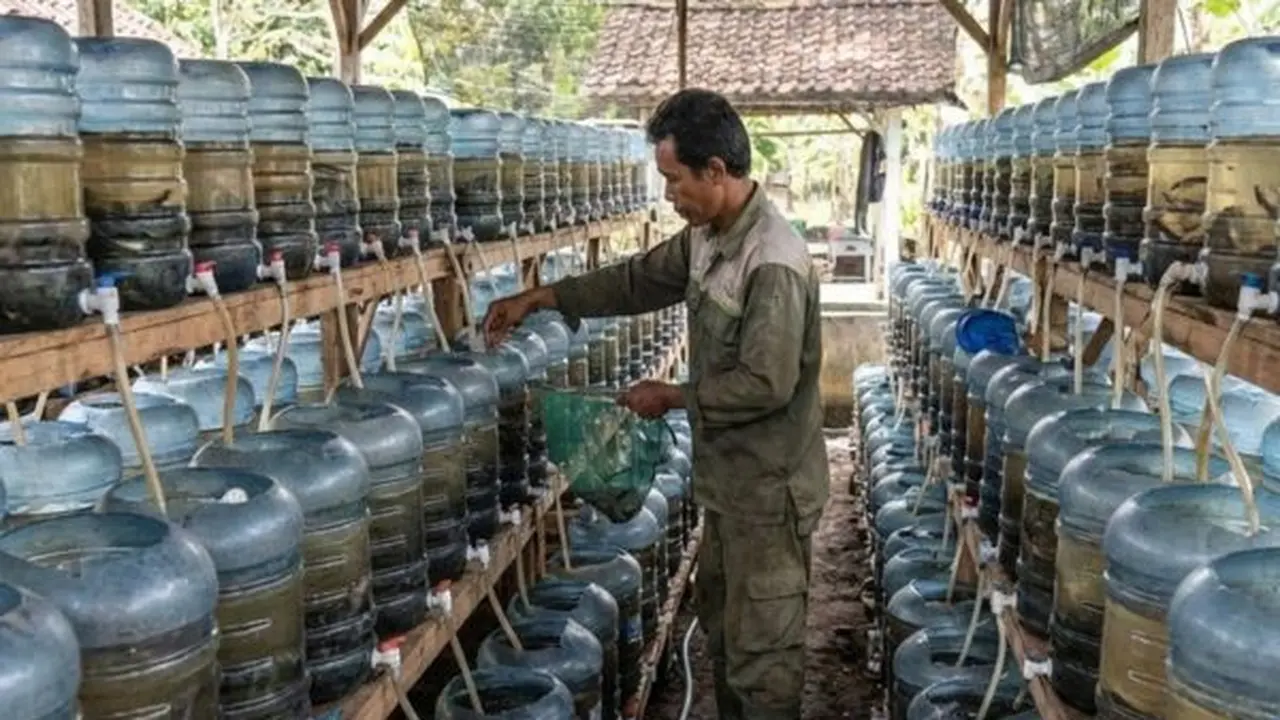 Ilustrasi Budidaya Ikan Hias di Galon. Foto: AI