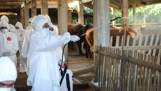 Penyakit Mulut dan Kuku Merebak, Kementan Beri Bantuan Obat-Obatan dan APD