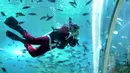 Penyelam mengenakan pakaian Sinterklas berenang dengan ikan dalam akuarium di Koral Restaurant, Sawangan, Nusa Dua, Bali, Kamis (23/12/2021). Koral Restaurant dinobatkan sebagai restoran terindah di dunia 2021 versi situs perjalanan TripAdvisor. (SONY TUMBELAKA/AFP)