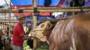 Seorang pedagang ternak memberi makan sapi di pasar ternak menjelang Idul Adha atau hari raya kurban bagi umat Muslim, di Surabaya, Jawa Timur, pada Rabu 20 Mei 2026. (JUNI KRISWANTO/AFP)