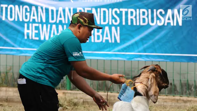 Masjid Al Azhar Potong dan Distribusikan Ratusan Hewan Kurban