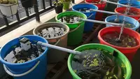 9 Jenis Ikan yang Bisa Dibesarkan di Ember Bekas dan Laku di Pasar Tradisional, Ide Budidaya Rumahan