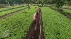 Petani membersihkan rumput di ladang sayur bayam, di area konsesi tanaman kehidupan Desa Pinang Sebatang, Kecamatan Tualang, Riau, Minggu (17/7). Area seluas 770 hektar meningkatkan perekonomian masyarakat setempat. (Liputan6.com/Fery Pradolo)