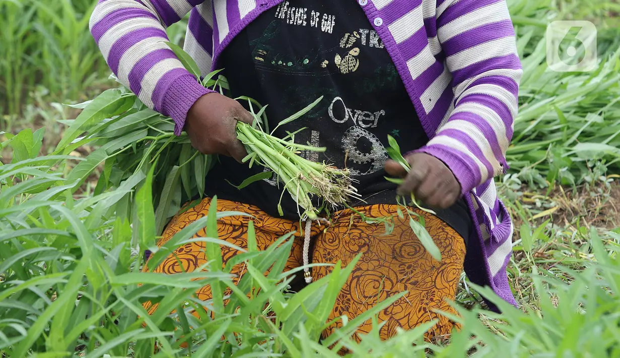 Seorang petani memetik kangkung di lahan pertanian kawasan Rorotan, Cilincing, Jakarta Utara, Selasa (5/1/2021). Berdasarkan data Dinas Ketahanan Pangan, Kelautan, dan Perikanan Provinsi DKI, hanya terdapat sekitar 414 hektare lahan sawah di Ibu Kota. (Liputan6.com/Herman Zakharia)