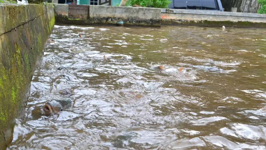 Namanya ikan dewa. Tapi, kekuatannya tak seperti namanya saat terpaksa berenang di air yang terkontaminasi air keruh Sungai Prukut. (Liputan6.com/Muhamad Ridlo)