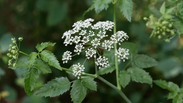 Water hemlock (Cicuta maculata)