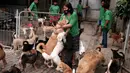 Susana Somali bereaksi ketika anjing menyambutnya, setibanya di Pejaten Shelter, rumah bagi lebih dari 1.400 anjing yang ia pelihara, di Jakarta, Kamis, (2/7/2020). (AP Photo/Dita Alangkara)