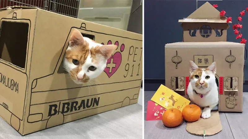 Kreatif, Petugas Klinik Buat Rumah Kucing Dari Kardus Bekas