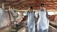 Pj Gubernur Jatim Adhy Karyono mengecek kondisi hewan kurban. (Dian Kurniawan/Liputan6.com)