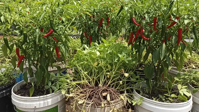 Ide Kebun Kombinasi Tanaman Kacang dan Cabai dalam Ember Bekas