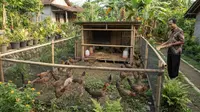 7 Cara Membuat Area Umbaran Ayam Kampung Hemat Lahan