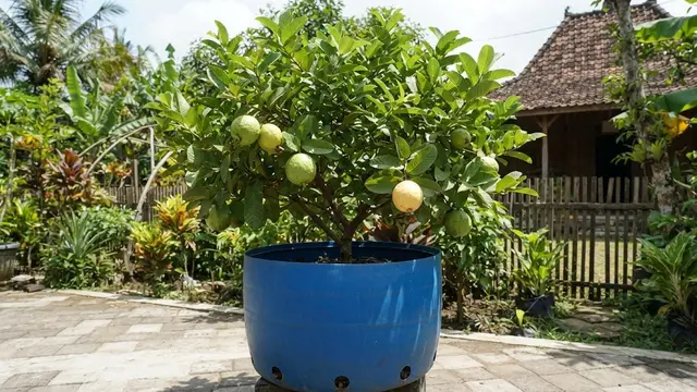 Tanaman Buah yang Bisa Ditanam di Wadah Besar Selain Pot Biasa