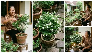 7 Cara Mengerdilkan Pohon Melati agar Muat di Pot Teras dan Wangi Sepanjang Tahun