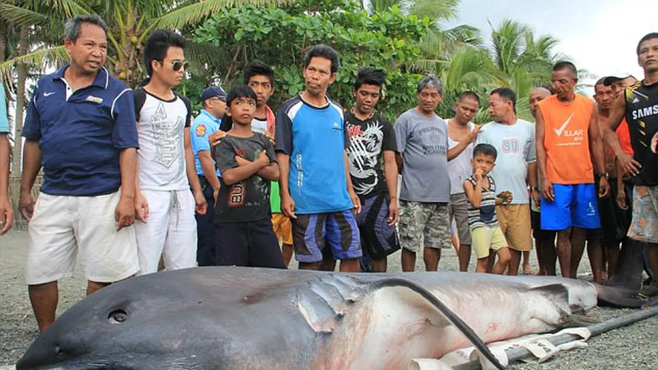 Hiu aneh yang disebut warga 'toothless'. (Daily Mail)