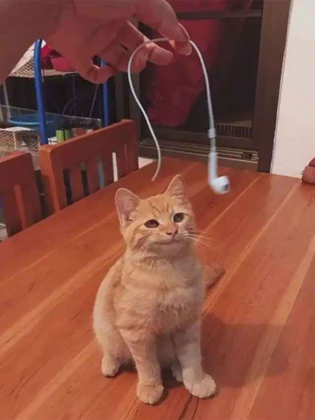 6 Tingkah Kucing Suka Merusak Barang Ini Bikin Emosi, Onar Banget