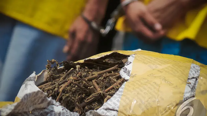 Ganja Aceh Senilai Rp 500 Juta Diamankan Polisi