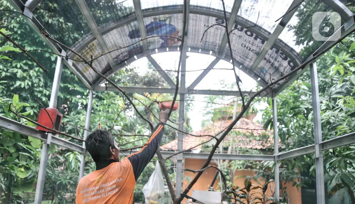 Acong (53), seorang petugas PPSU Kelurahan Klender saat memberi pakan burung yang dipelihara di halaman Kantor Kelurahan Klender, Jakarta Timur, Rabu (15/6/2022). Terdapat sekitar 20 ekor burung kicau yang dipelihara di sangkar ini, antara lain jenis jalak kebo, murai air, cucak ijo, trucukan, dan parkit Australia. (merdeka.com/Iqbal S. Nugroho)