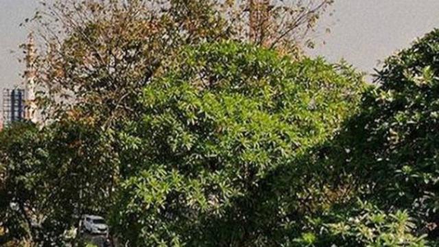 Tak Hanya Percantik Jalan di Surabaya  Ini Kelebihan Lain 