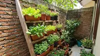 15 Model Kebun Sayur Rumah ala Urban Farming di Lahan Super Terbatas, Solusi Mandiri Pangan
