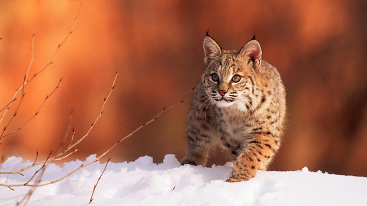 Pembantaian Kucing Hutan, Dua Remaja Banjir Kecaman di Socmed