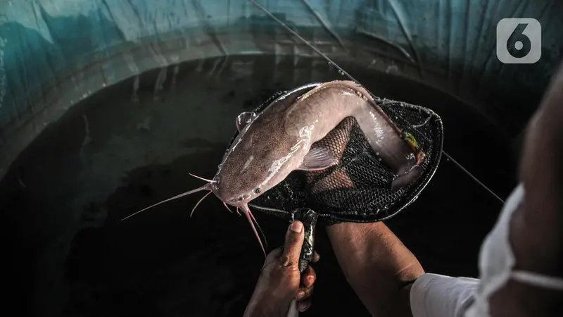 Budi Daya Ikan Lele di Kolong Tol Becakayu