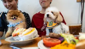 Restoran di Hong Kong Perbolehkan Pelanggan Bawa Anjing