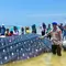 Penampakan Hiu Paus Panjang 9 Meter Mati Terdampar di Wakatobi