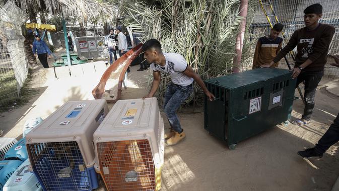 Pekerja kebun binatang dan anggota organisasi kesejahteraan hewan internasional Four Paws mengangkut kandang berisi hewan saat akan dievakuasi dari kebun binatang di Rafah, Jalur Gaza, Palestina, Minggu (7/4). (SAID KHATIB/AFP)