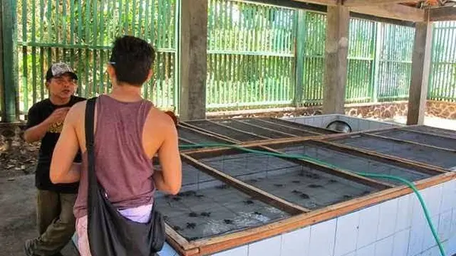 Tempat Penangkaran Penyu di Pantai Ngagelan (Istimewa)