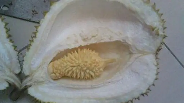 6 Momen Apes saat Mau Makan Durian Ini Tak Sesuai Ekspektasi