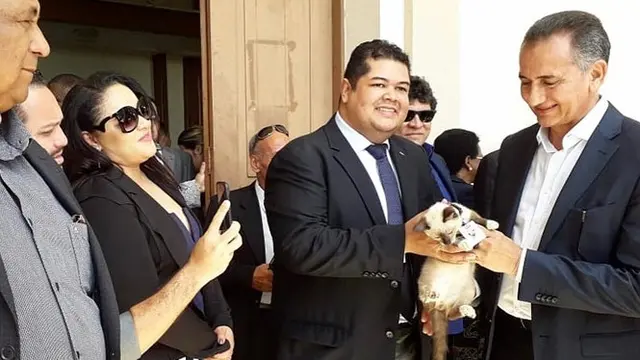 6 Potret Lucu Leon Avogato, Kucing Liar yang Jadi Karyawan di Firma Hukum