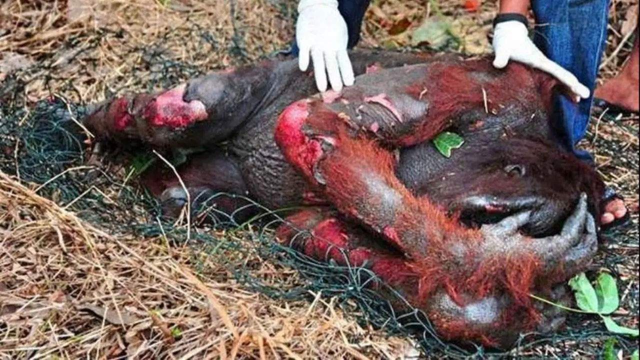Tidak Hanya Kabut Asap, Netizen Minta Jokowi Selamatkan Orangutan