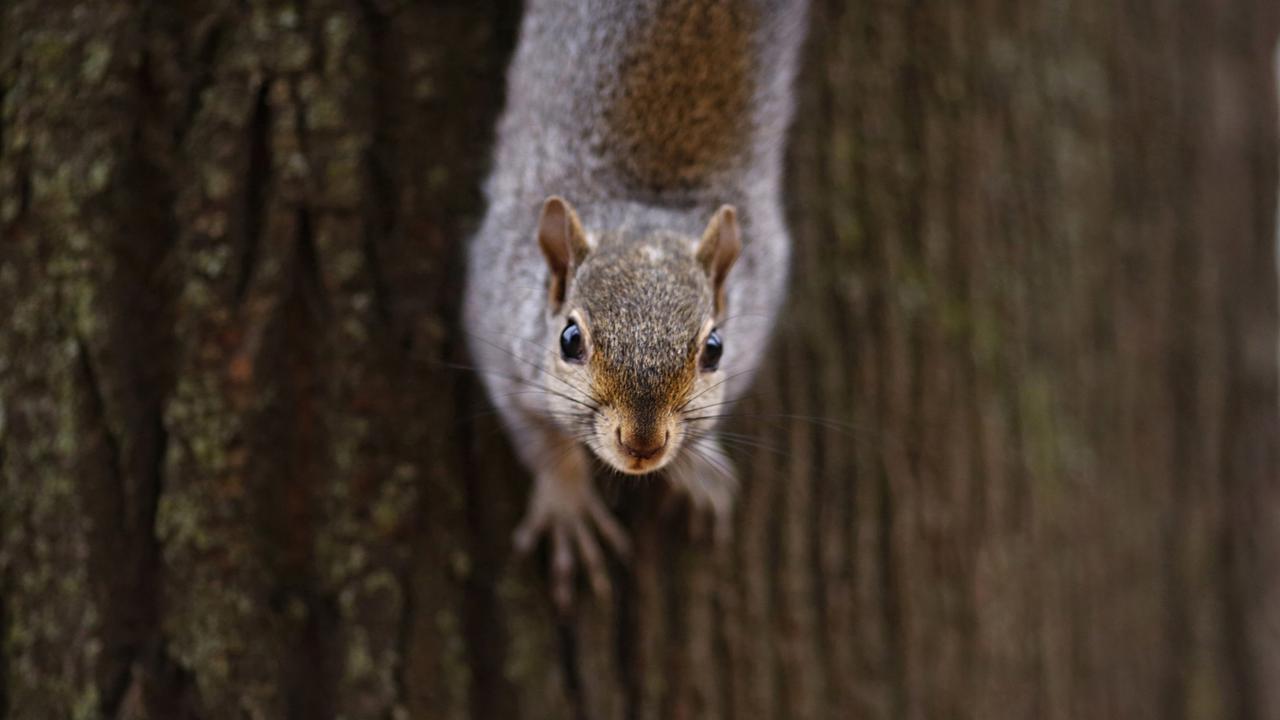 20161213 Deretan Foto Satwa Terbaik Sepanjang Tahun 2016