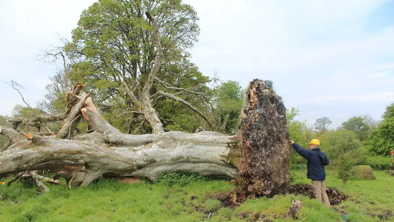 Pohon berusia 215 tahun tumbang di Irlandia