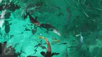 Sejumlah ikan di Pulau Piaynemo di Kabupaten Raja Ampat, Papua Barat. Pulau ini menjadi salah satu ikon Raja Ampat dan tempat favorit para turis untuk berfoto-foto. (Liputan6.com/Zulfi Suhendra)