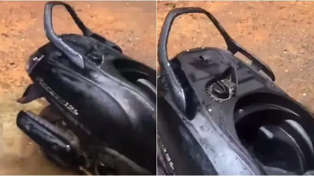 Viral Bayi Ular Piton Ditemukan di Tangki Bensin Motor, Bikin Syok