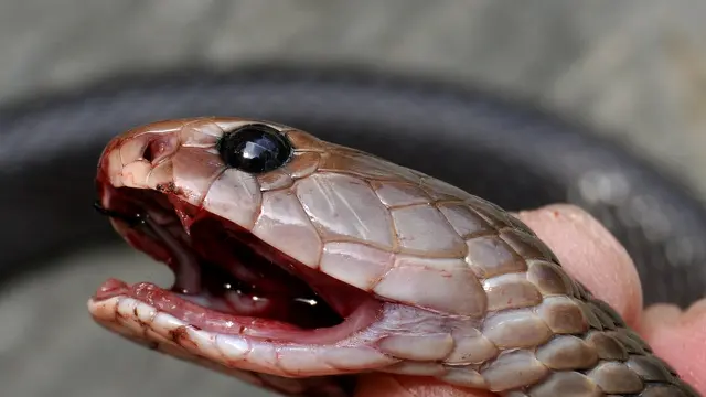 Ular Kobra Jawa (Naja sputatrix) (Wikimedia Commons)