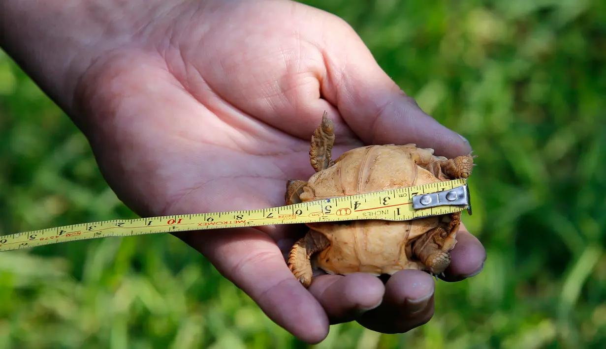 Seorang dokter hewan mengukur satu dari lima bayi Afrika yang baru lahir  (Centrochelys Sulcata) di kebun binatang, di Guadalajara, negara bagian Jalisco, Meksiko (17/5). (AFP Photo/Ulises Ruiz)