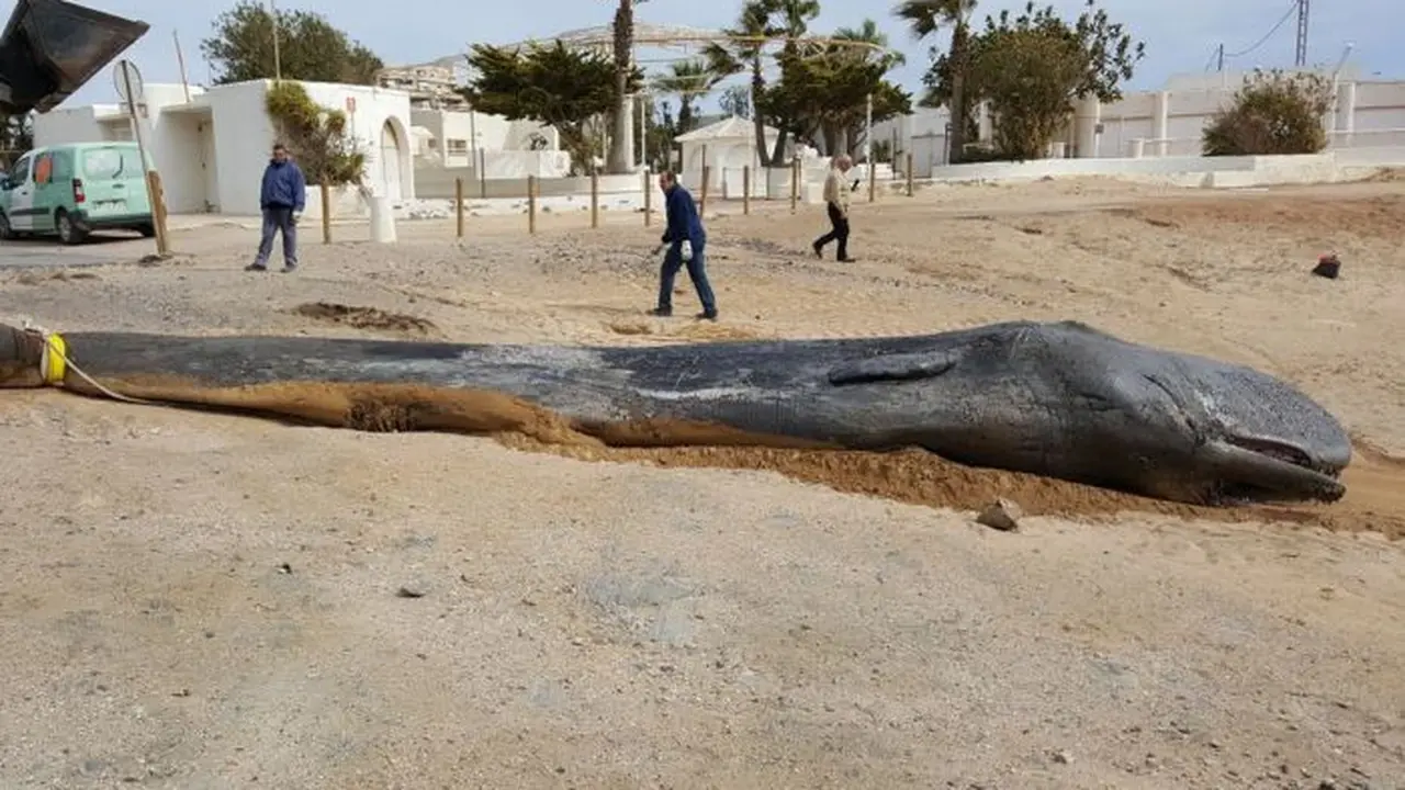 Telan Sampah 30 Kg, Ini Penyebab Kematian Paus Sperma di Spanyol