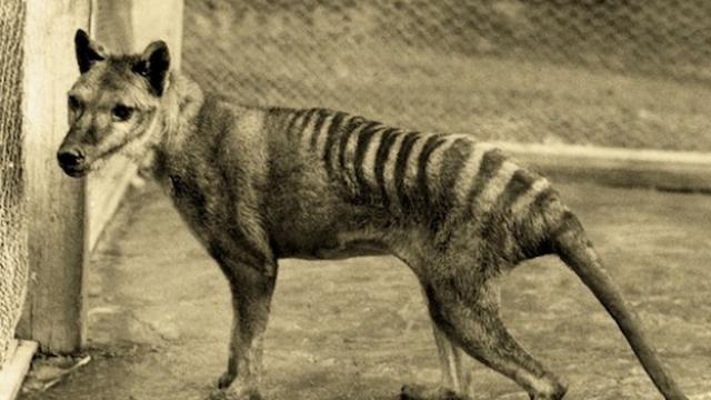 Download 980 Koleksi Gambar Harimau Tasmania Terbaru Gratis HD