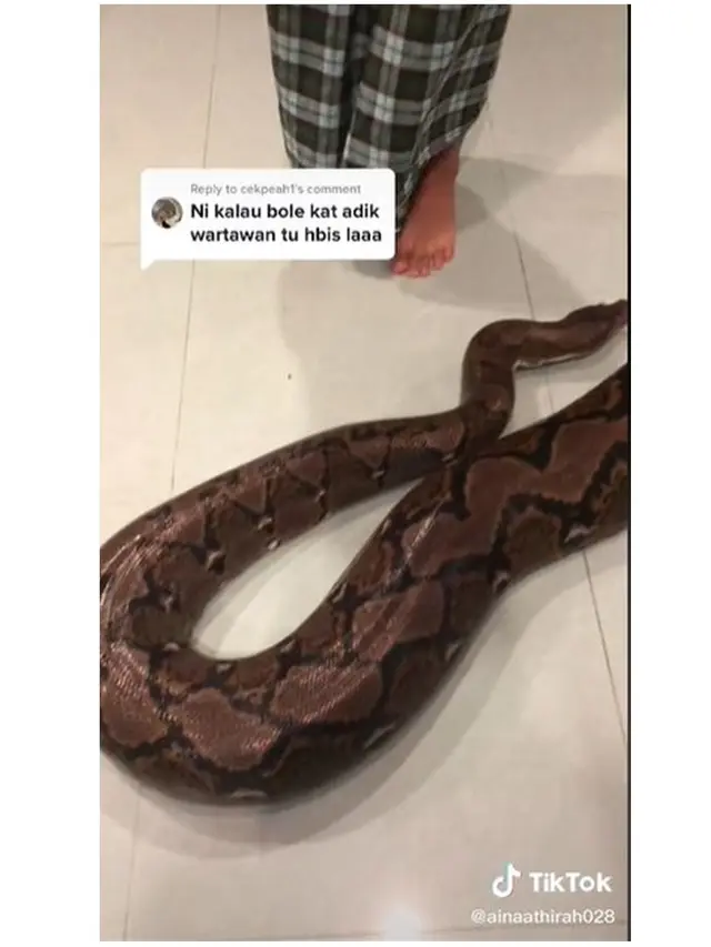 Keluarga Ini Rawat Piton Raksasa Jadi Hewan Peliharaan, Bikin Merinding